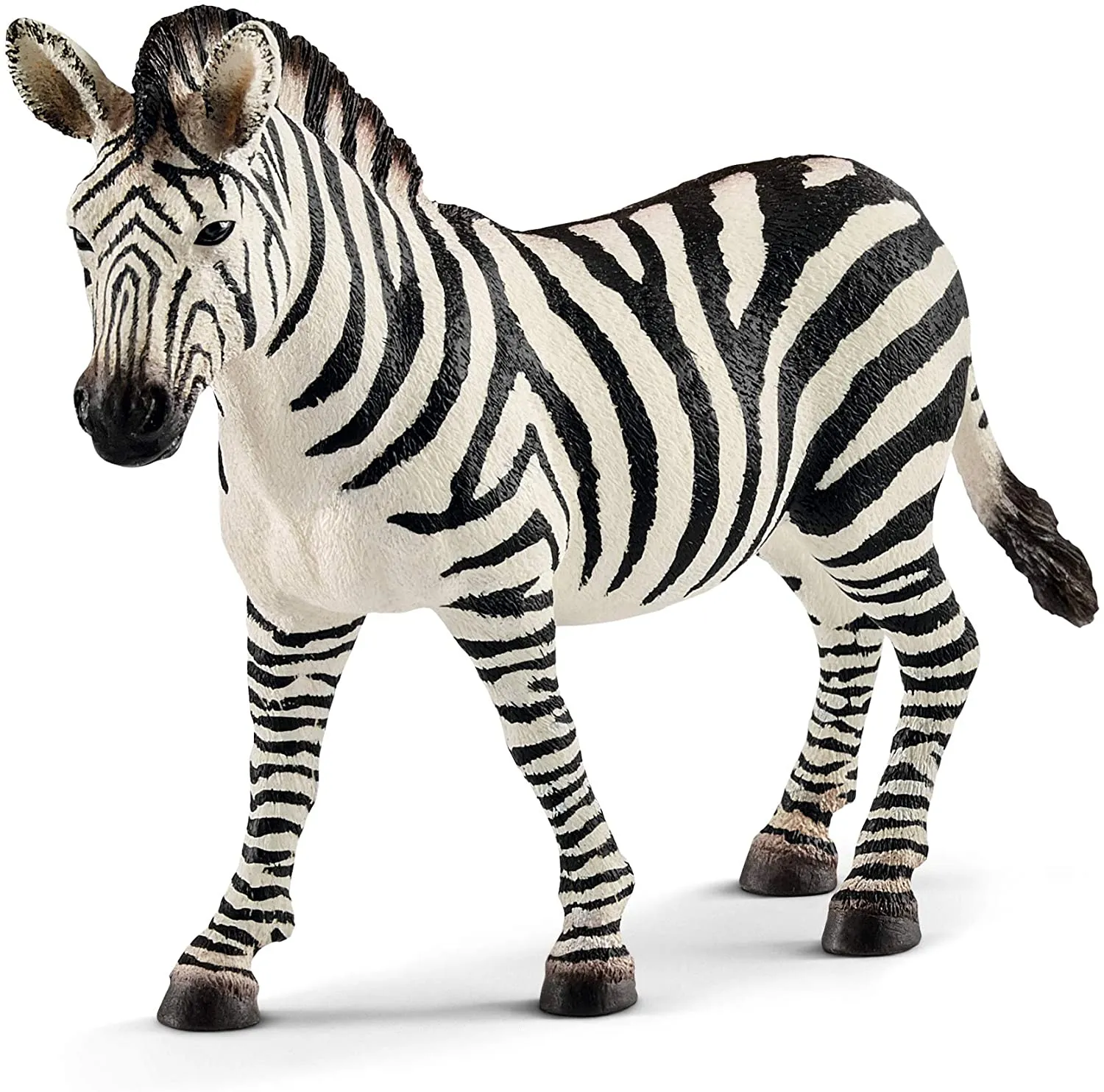 Female Zebra